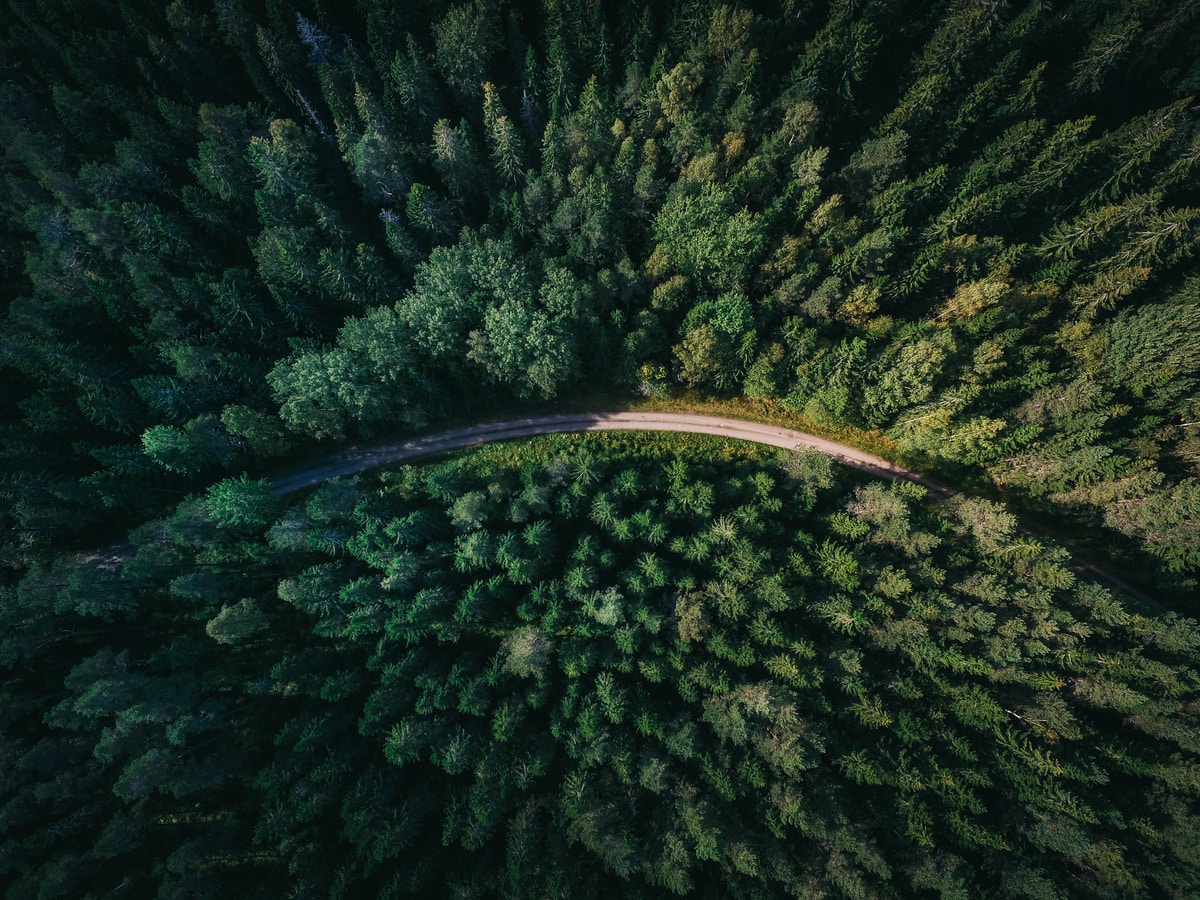 aerial shot of road surrounded by green trees