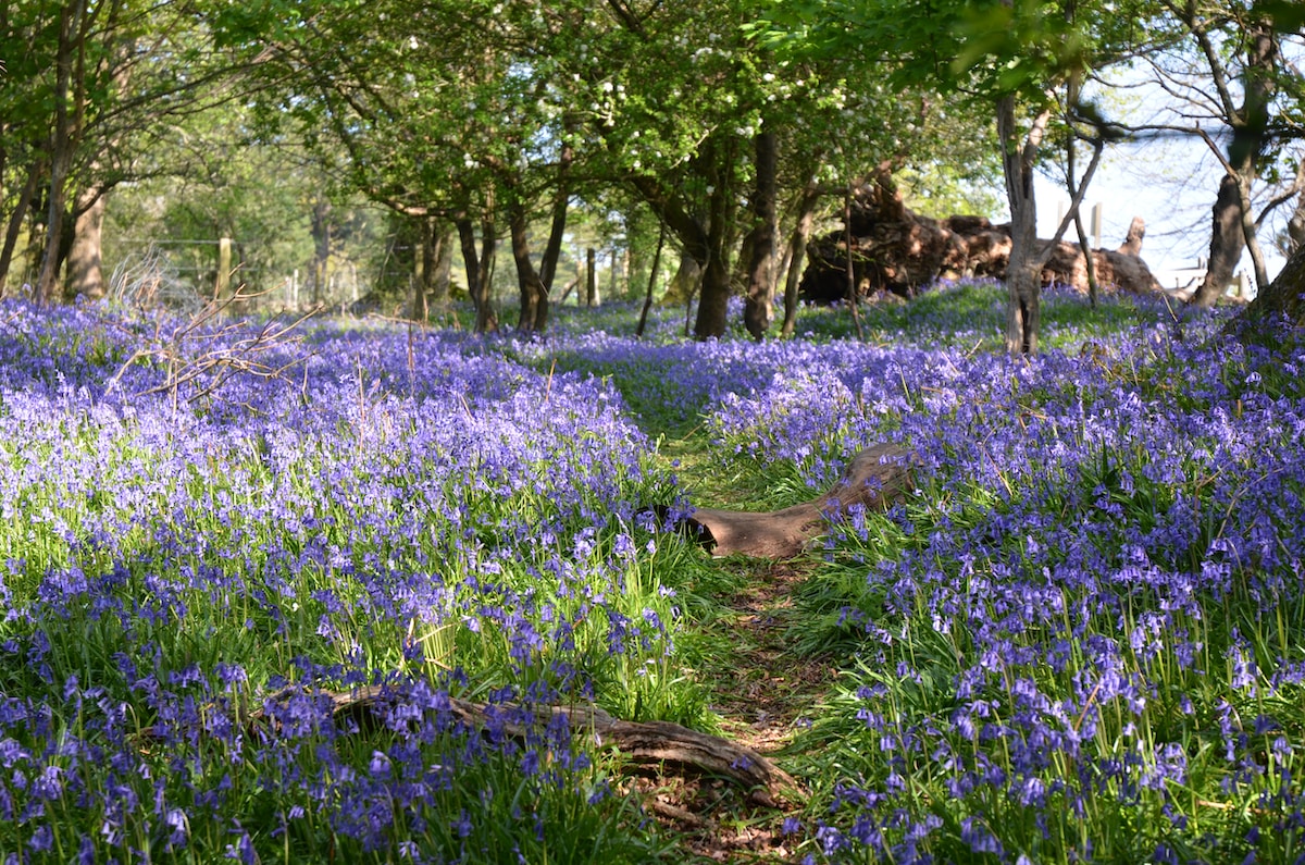 Bluebells in the British countryside at spring time