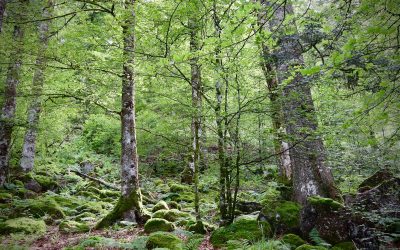 Mark Drakeford launches plan to expand National Forest for Wales