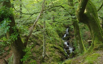 Lottery money to protect rainforest in the Elan Valley