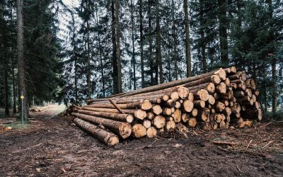 Welsh Government launches consultation on forestry regulations
