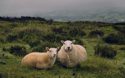 Sheep meat exports from the UK increase compared to 2022