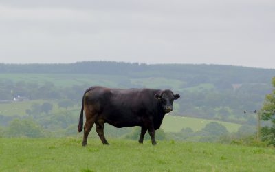 Meat Promotion Wales say outlook is positive for Welsh beef sector