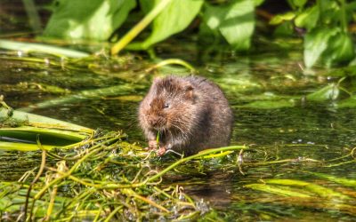 Report calls for urgent action to prevent further deterioration of nature in Wales