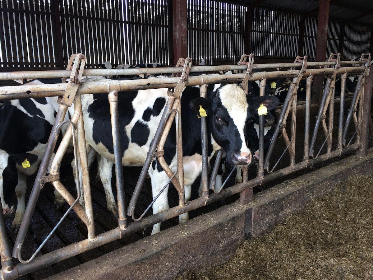 a group of black and white cows in a pen